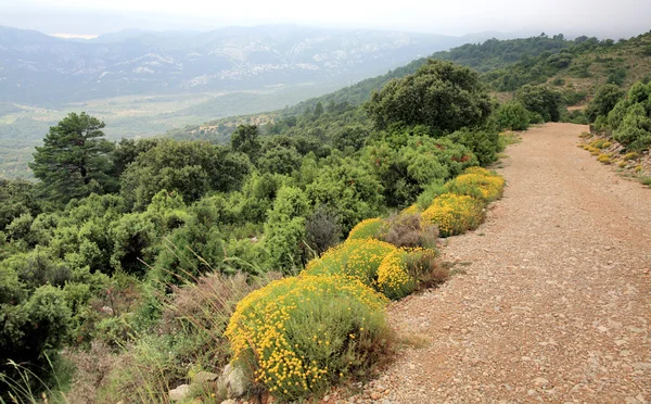 在郁郁葱葱的途径公园内华达山脉在西班牙 — 图库照片