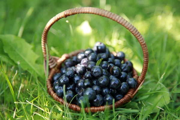 Basket blueberries on the green grass — Stock Photo, Image