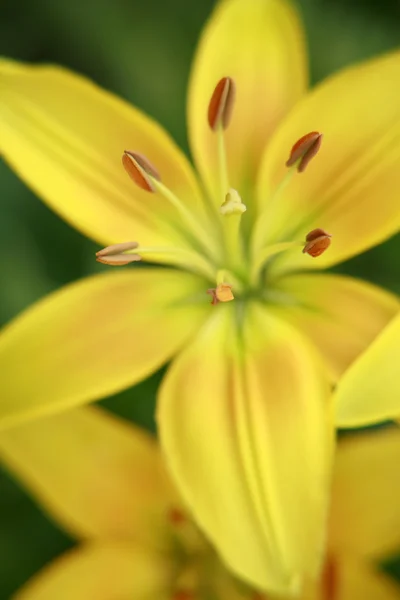 Ηλιόλουστο κίτρινο κρίνο closeup — Φωτογραφία Αρχείου