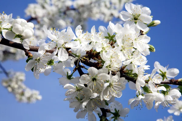 Ramo di fiori di ciliegio in primavera — Foto Stock