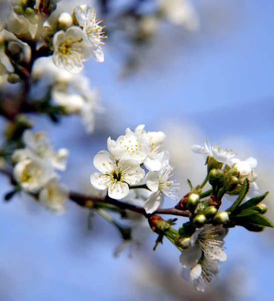 Rama de flores de cerezo — Foto de Stock