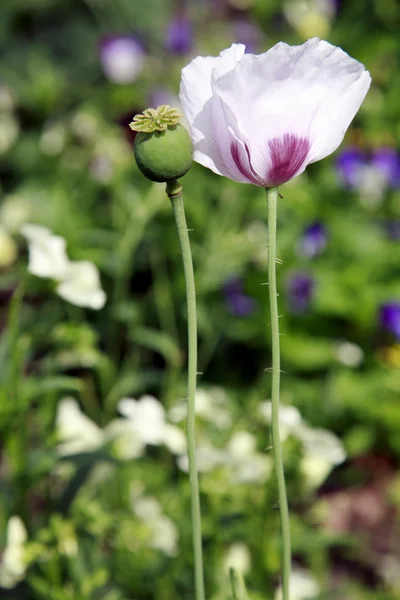 Poppy on green grass — Stock Photo, Image