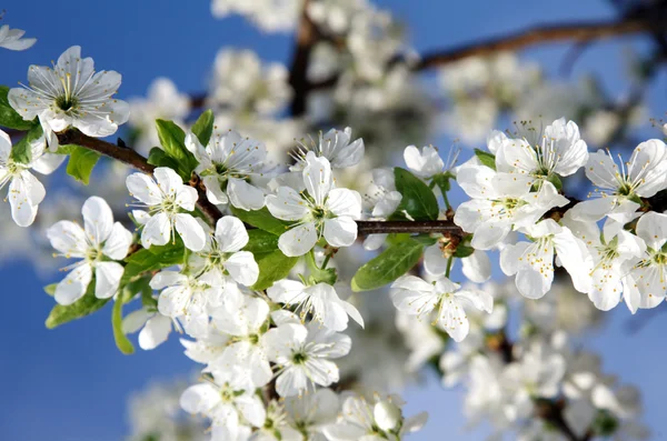 Beauty blossoms on blue sky — Stock Photo, Image