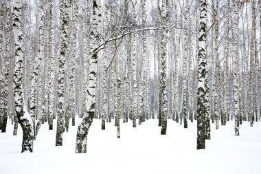 Winter birch grove clipart