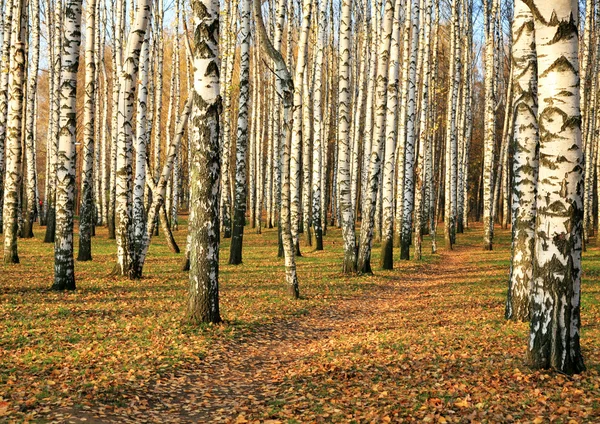 在 10 月的秋季白桦树林中的路径 — 图库照片