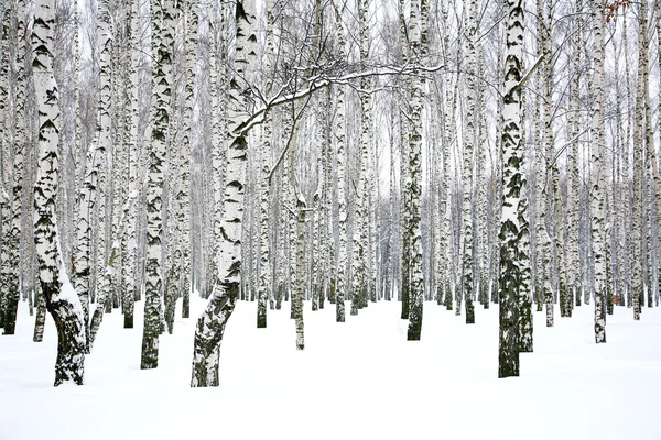 Kış huş grove — Stok fotoğraf