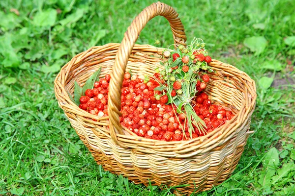 Basket of wild strawberries on the grass in sunlight — Stock Photo, Image