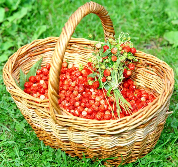 Basket of wild strawberries on the green grass — Stock Photo, Image