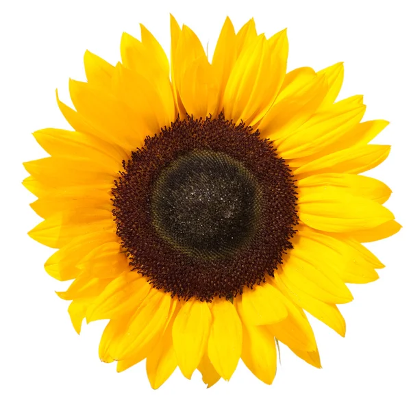 stock image Sunflower