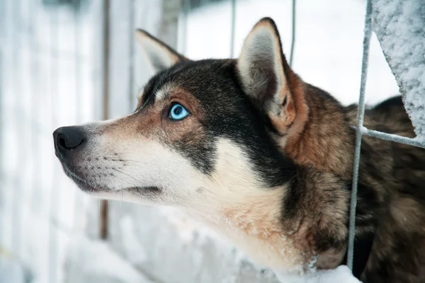 stock image Husky dog