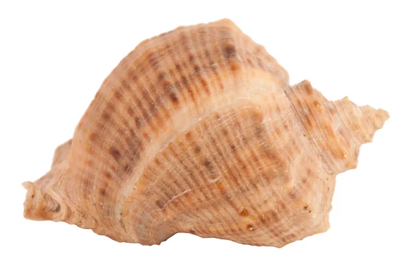 stock image Seashell