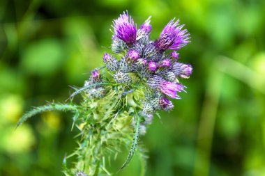 Thistle çiçek