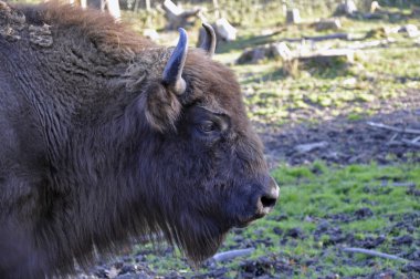 Wisent European Bison clipart