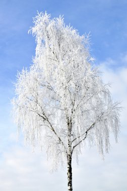 Huş hoarfrost tarafından buzlu cam,