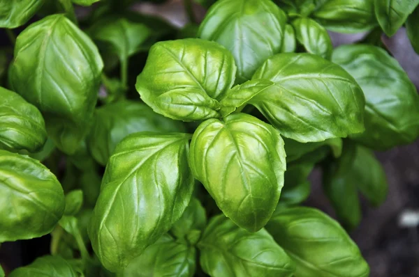 stock image Basil Herb