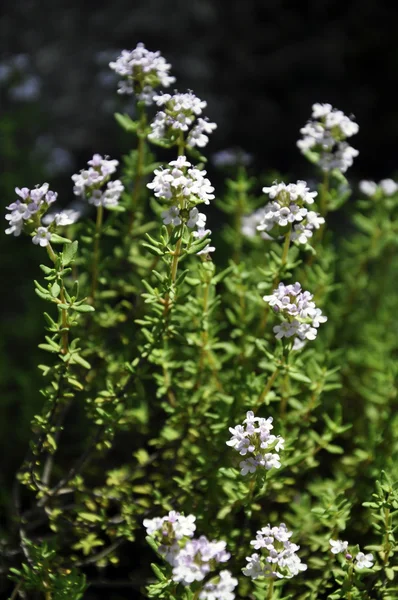 stock image Thyme herb