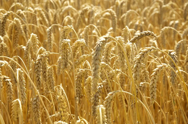 Campo de trigo ao sol — Fotografia de Stock