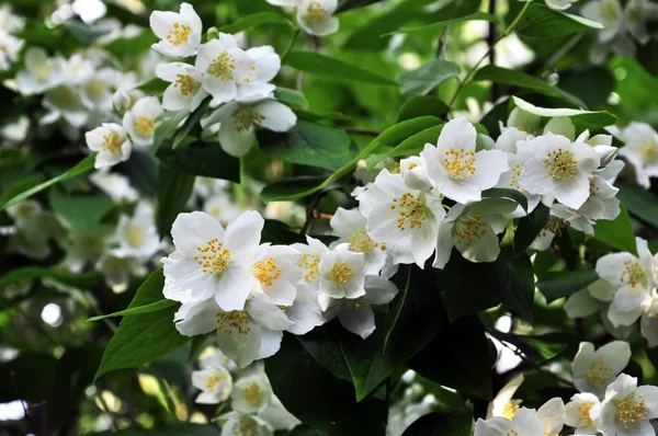 stock image Jasmine Blossoms