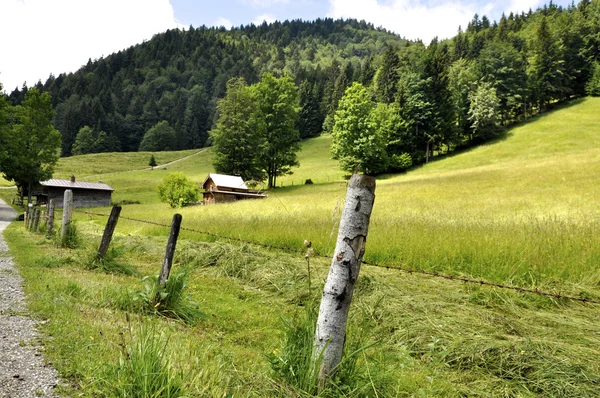 stock image Alp in Summer