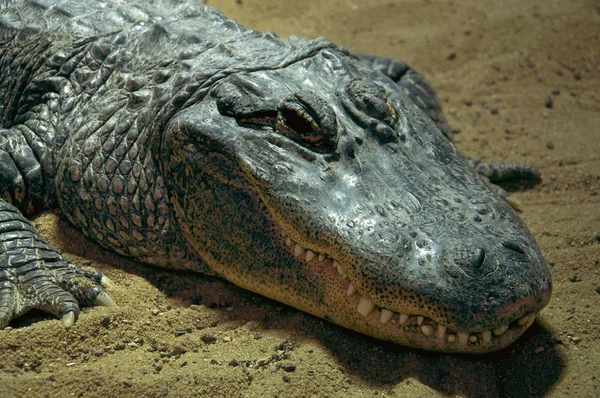 Crocodile gros plan — Photo