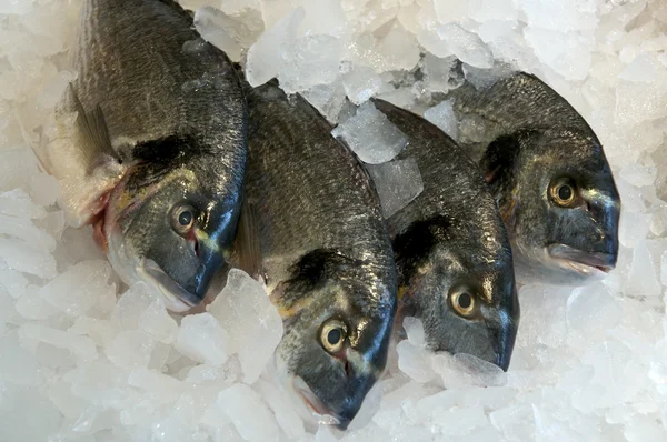 Fish on Ice — Stock Photo, Image