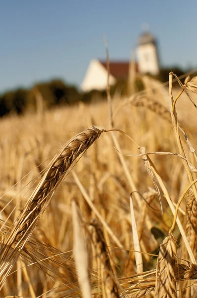 Barley and church — Stock Photo, Image