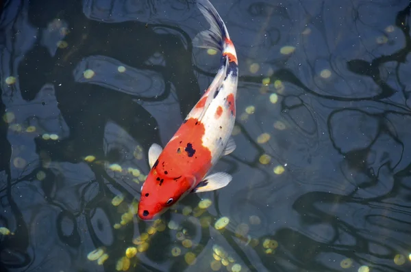 일본 koi 잉어 — 스톡 사진