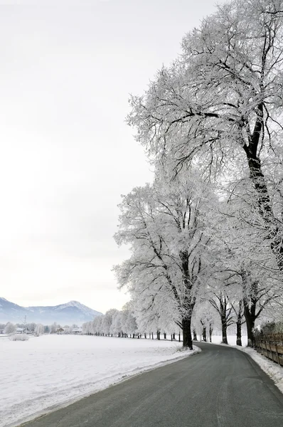 Baldachýn cesta v zimě — Stock fotografie
