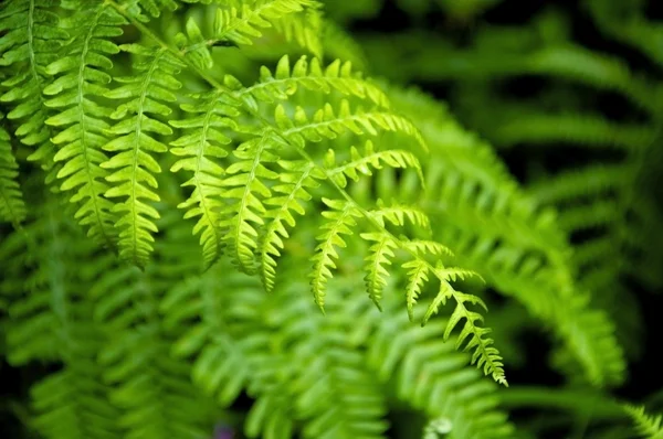 Stock image Fern Leaf