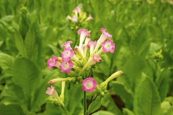 Табачное растение — стоковое фото