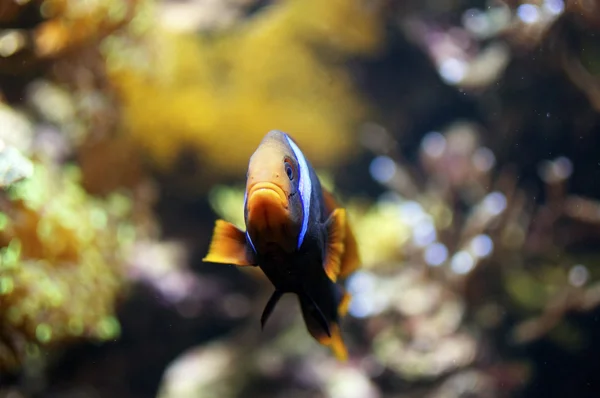 Closeup de peixe palhaço — Fotografia de Stock