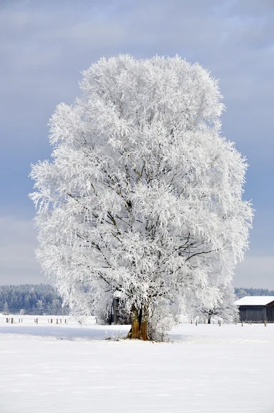 Donmuş ağaç — Stok fotoğraf
