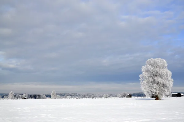 Зимняя страна чудес — стоковое фото