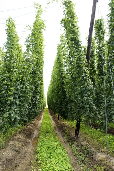 Field of Hops — Stock Photo, Image