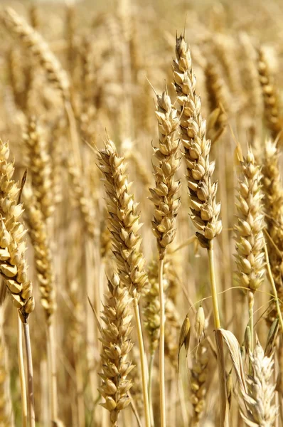 Ears of Wheat — Stock Photo, Image
