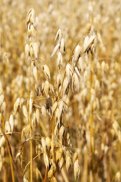 Ears of ripe oat on a field in summer — Stock Photo, Image