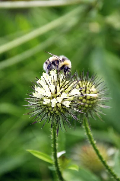 Bumblebee on a flower — Stock Photo, Image