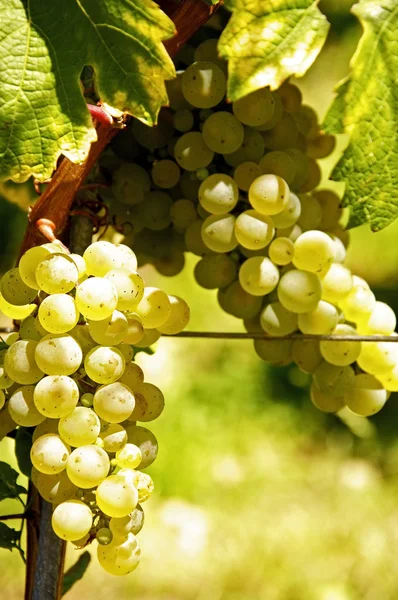 Druivenmost wijn — Stockfoto