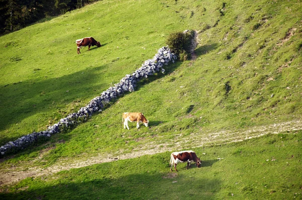 Koeien op een steile alp — Stockfoto