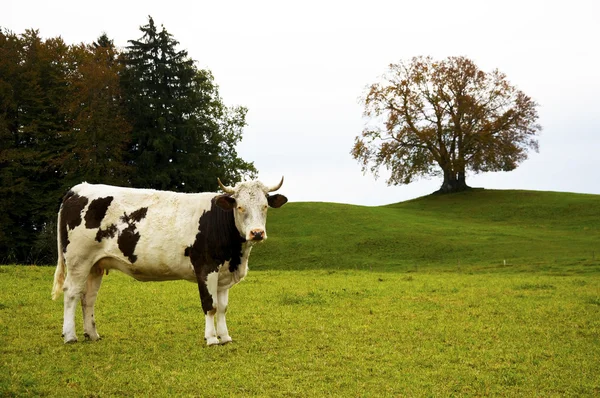 牛在牧场上 — 图库照片