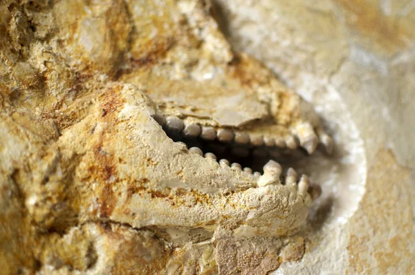 Fossile Zähne Stockbild