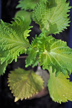 Shiso Plant clipart