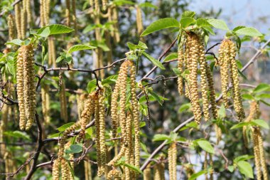 Birch Seed