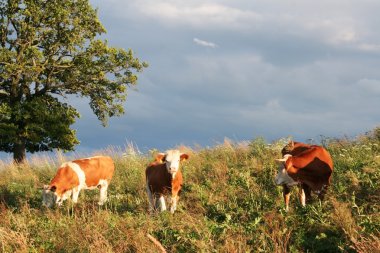 Oxen on a meadow clipart