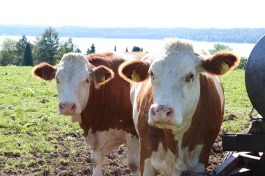 Cows in Bavaria clipart