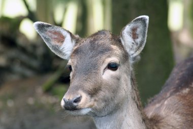 Roe Deer clipart