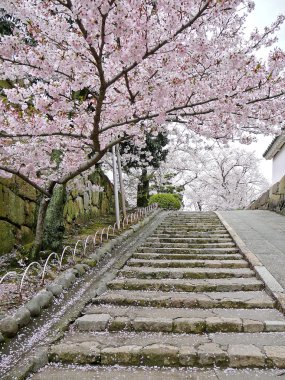 Cherry blossoms on stairs clipart