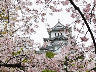 Himeji Castle during Sakura clipart