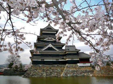 Matsumoto Castle with Cherry Blossoms clipart