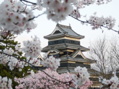 Matsumoto Castle during cherry blossom (Sakura) clipart